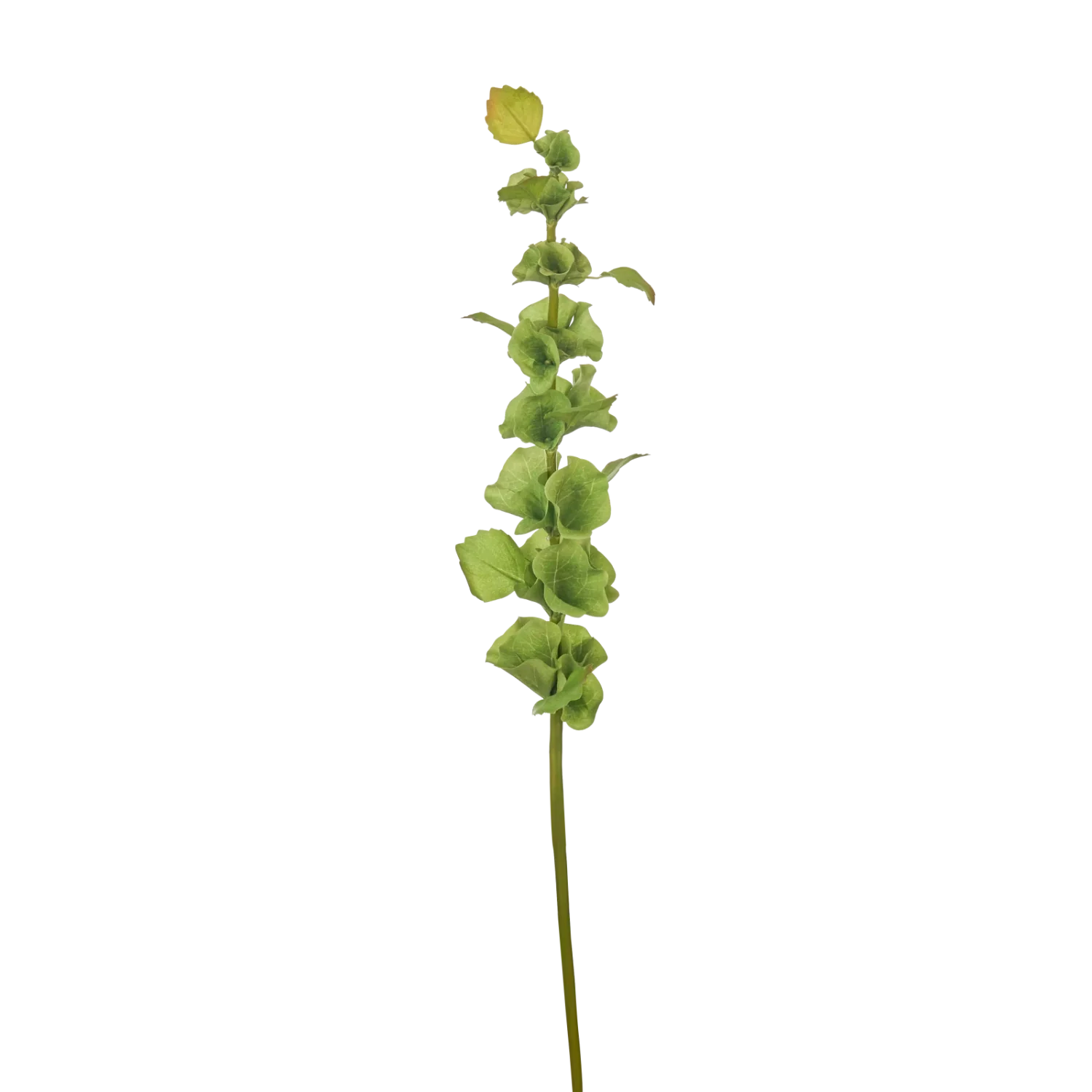 Bells Stem, Green - Image 3