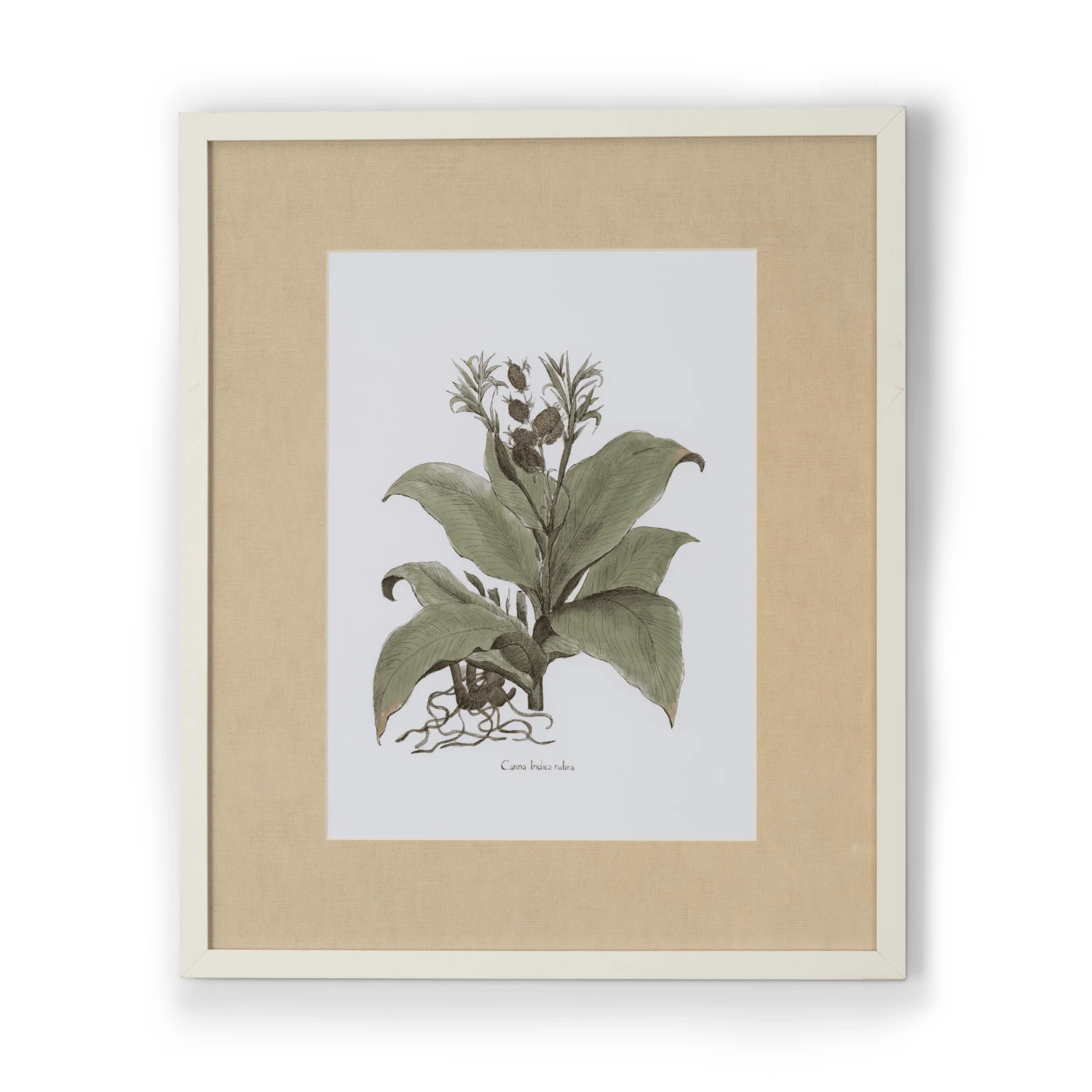Clipsham Botanical Art, Canna Indica Rubra