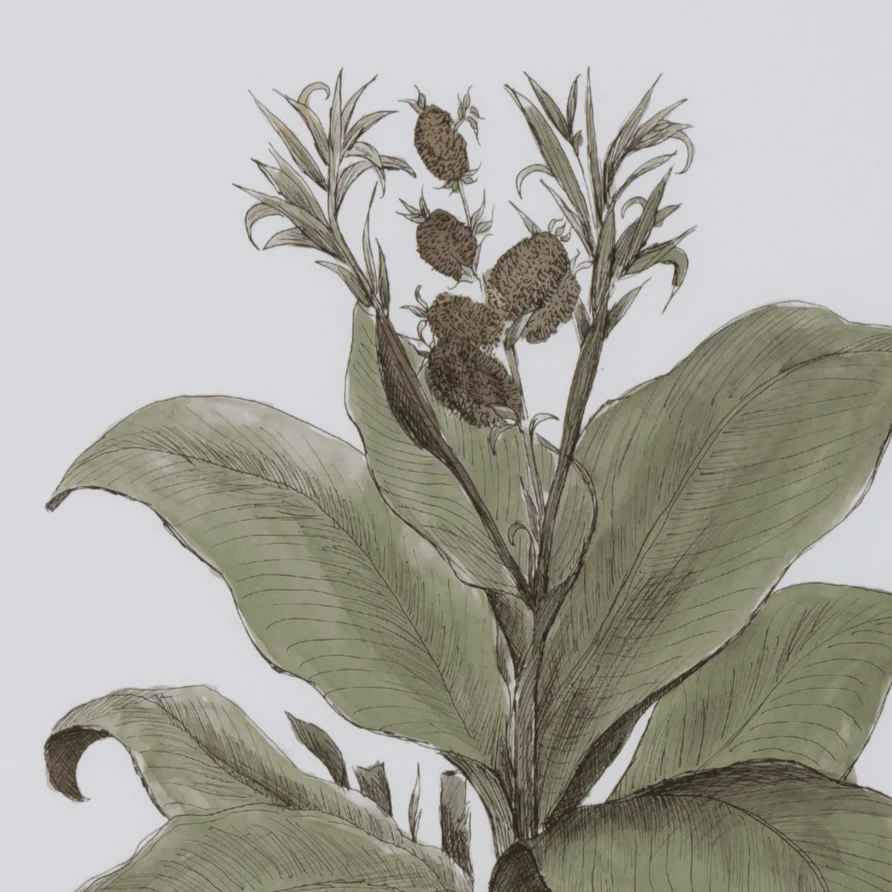 Clipsham Botanical Art, Canna Indica Rubra - Image 2