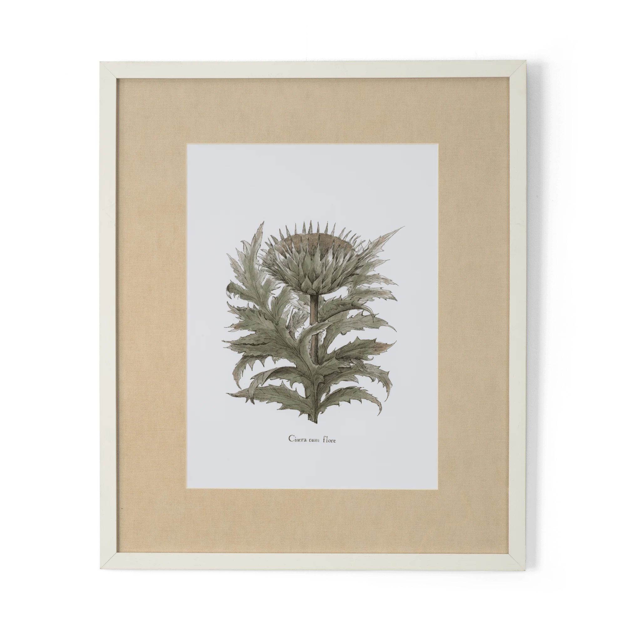 Clipsham Botanical Art, Cinera Cum Flore
