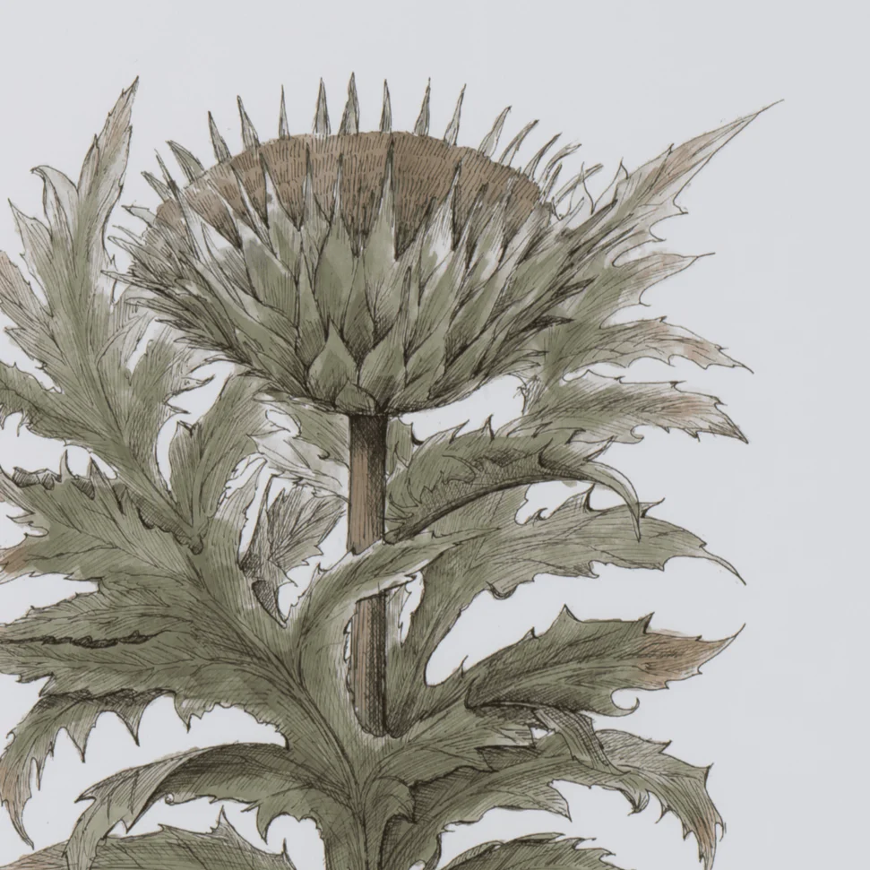 Clipsham Botanical Art, Cinera Cum Flore - Image 2