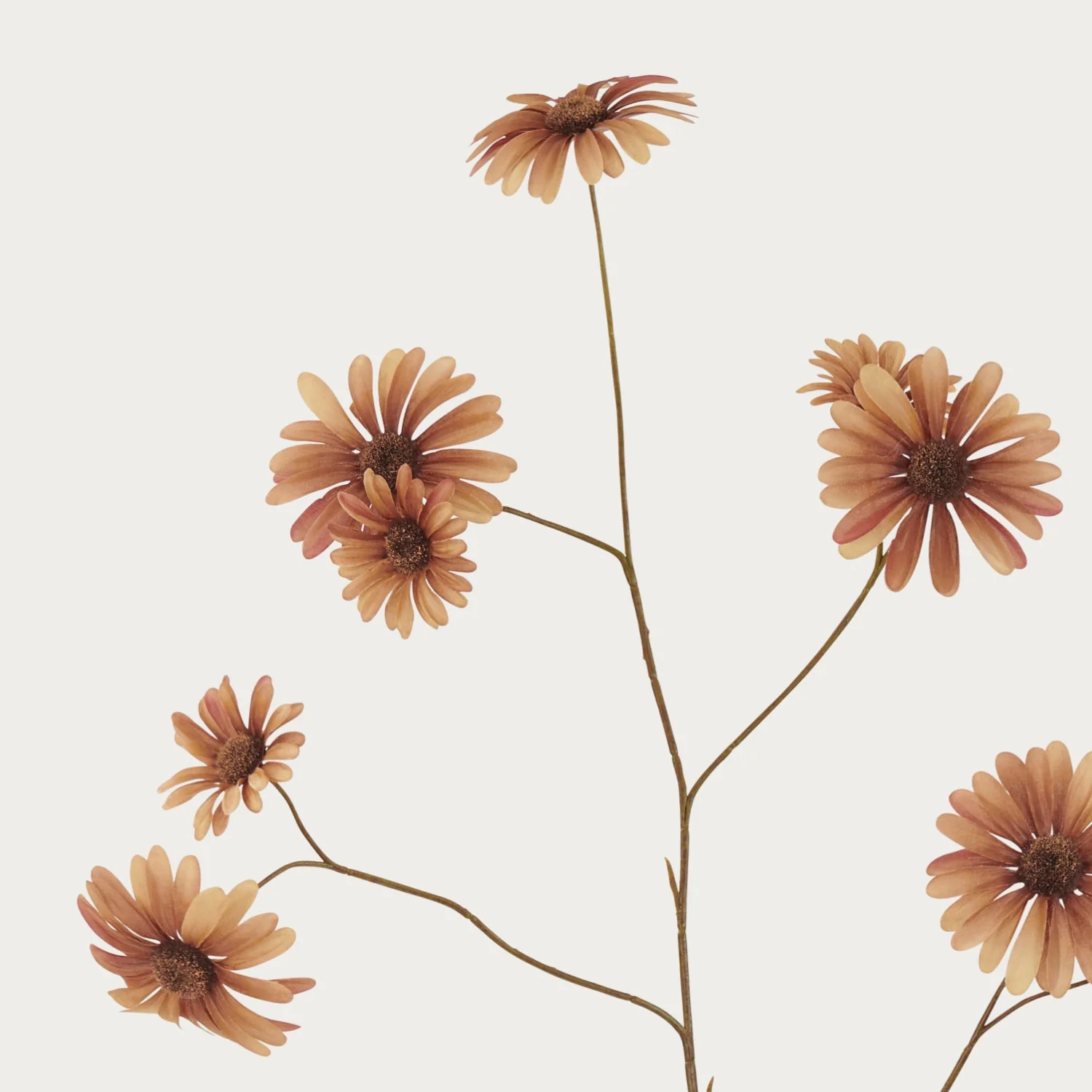 Daisy Spray - Brown - Image 2
