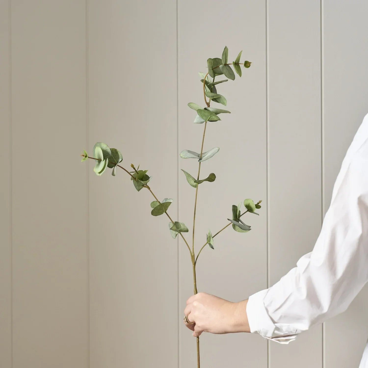 Eucalyptus Spray, Green