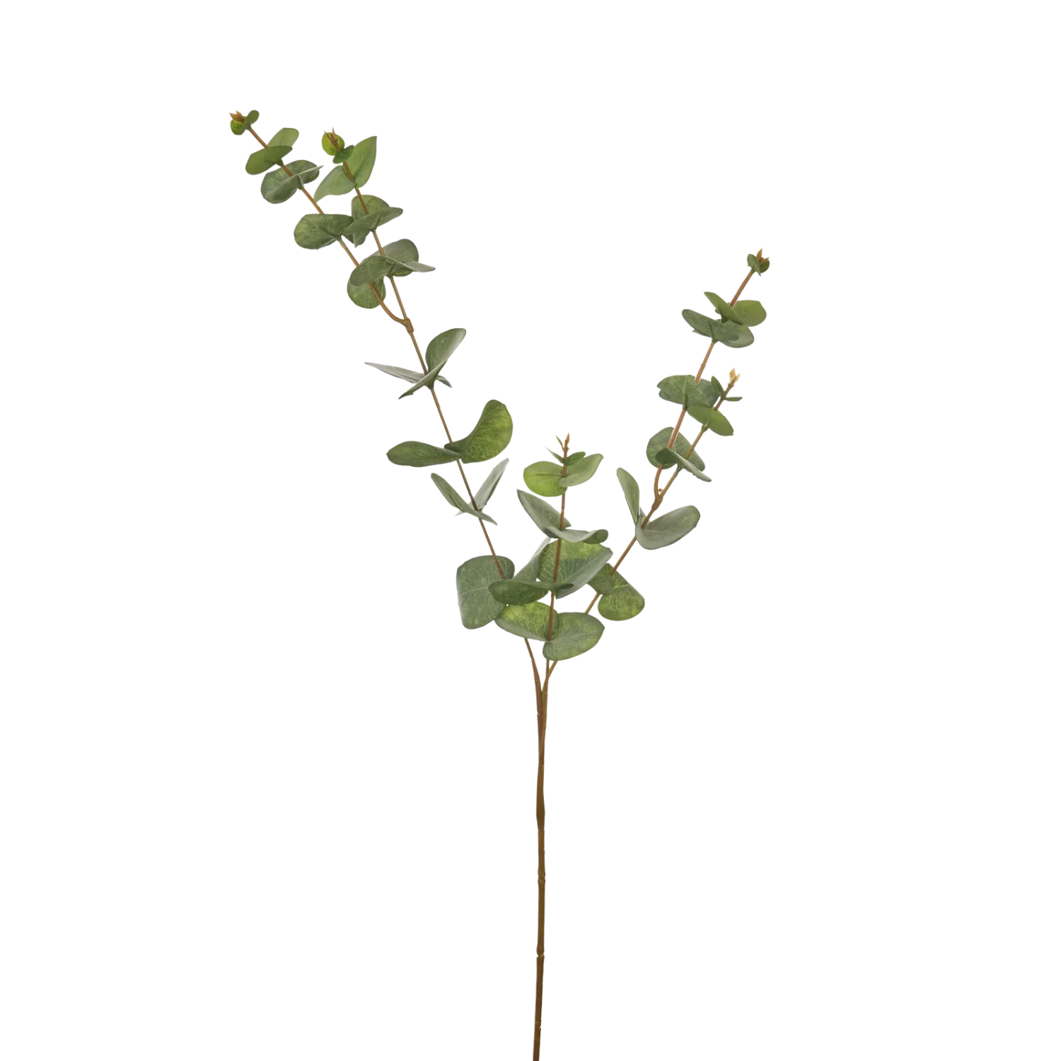 Eucalyptus Spray, Green - Image 3