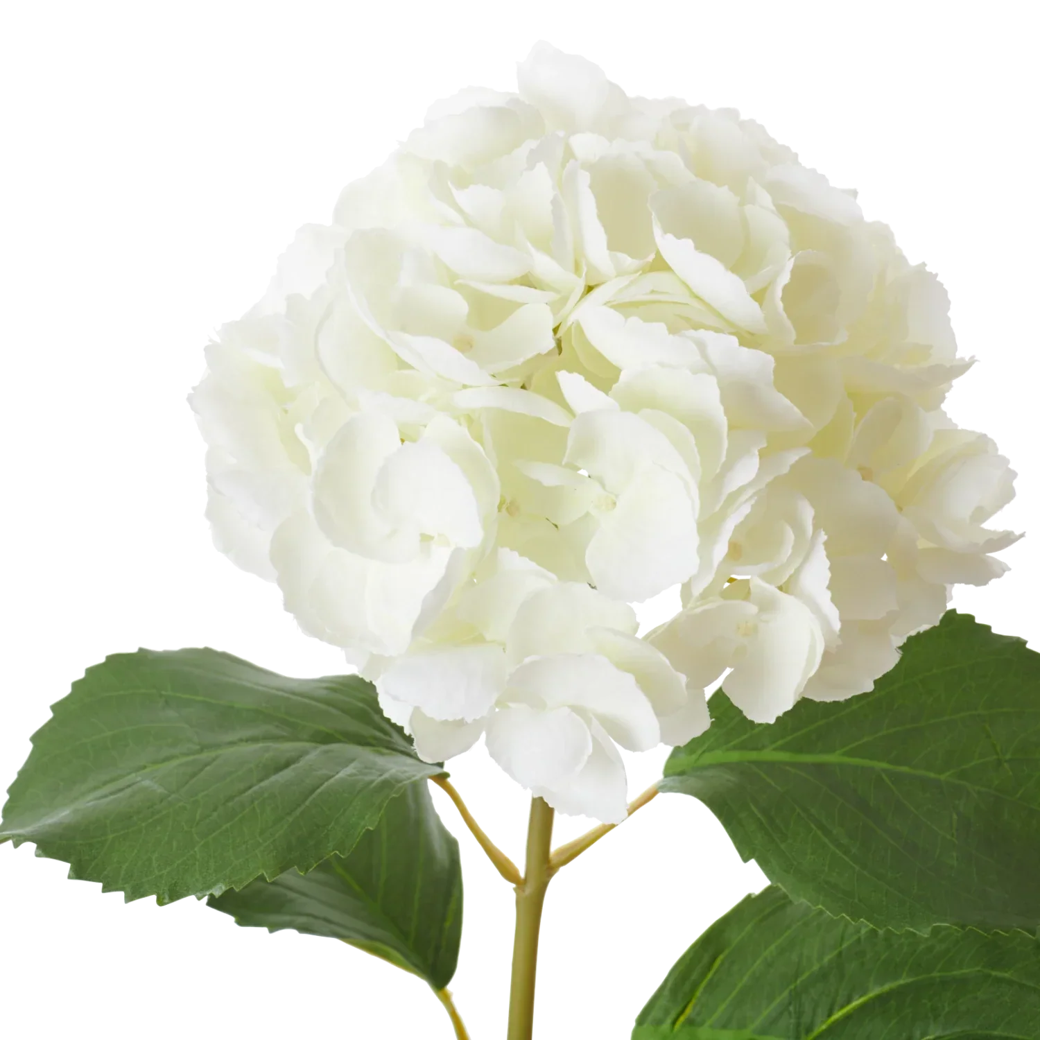 Hydrangea Stem, White - Image 4