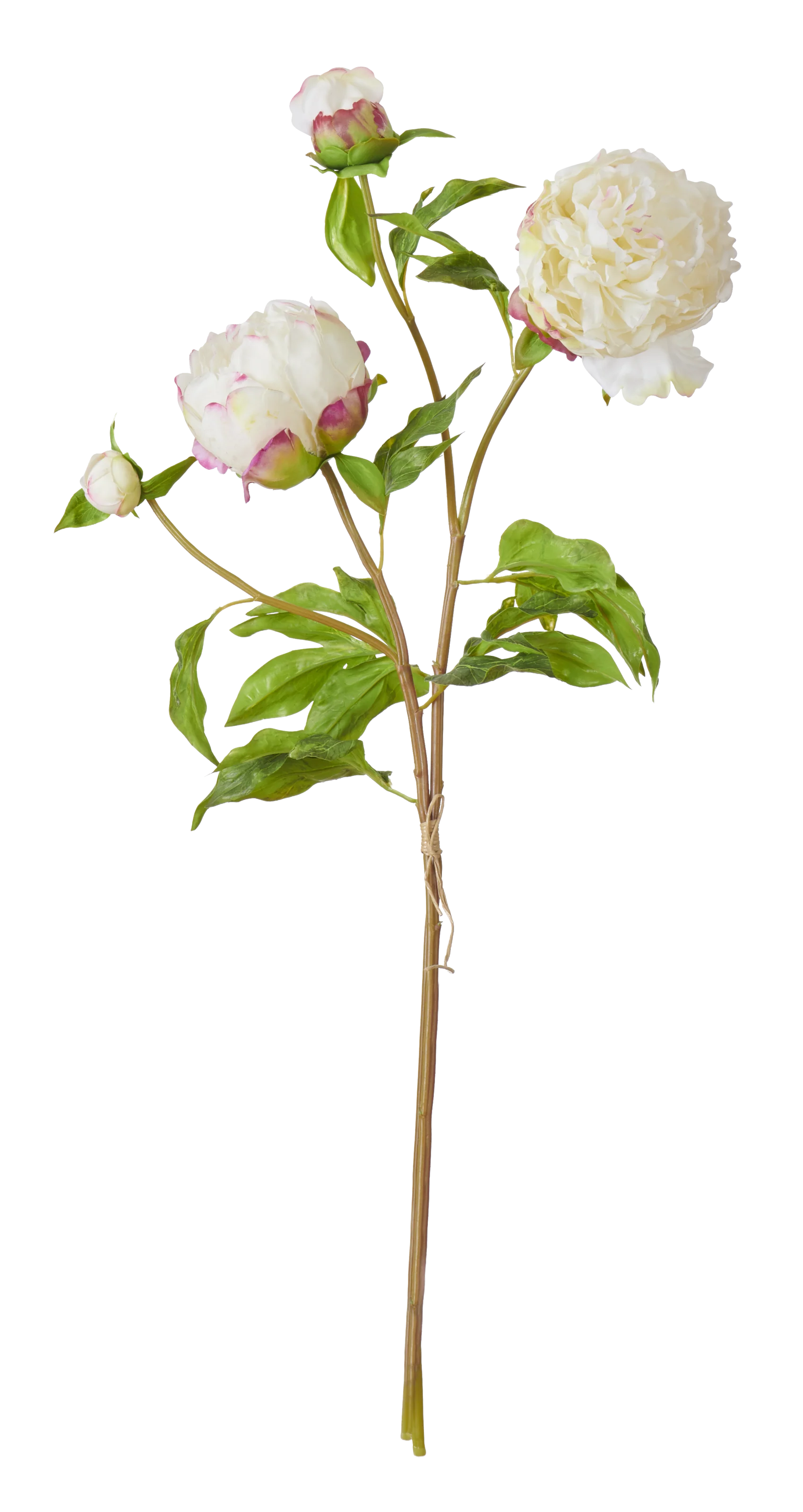 Peony Bundle, Petal Feel, White - Image 3