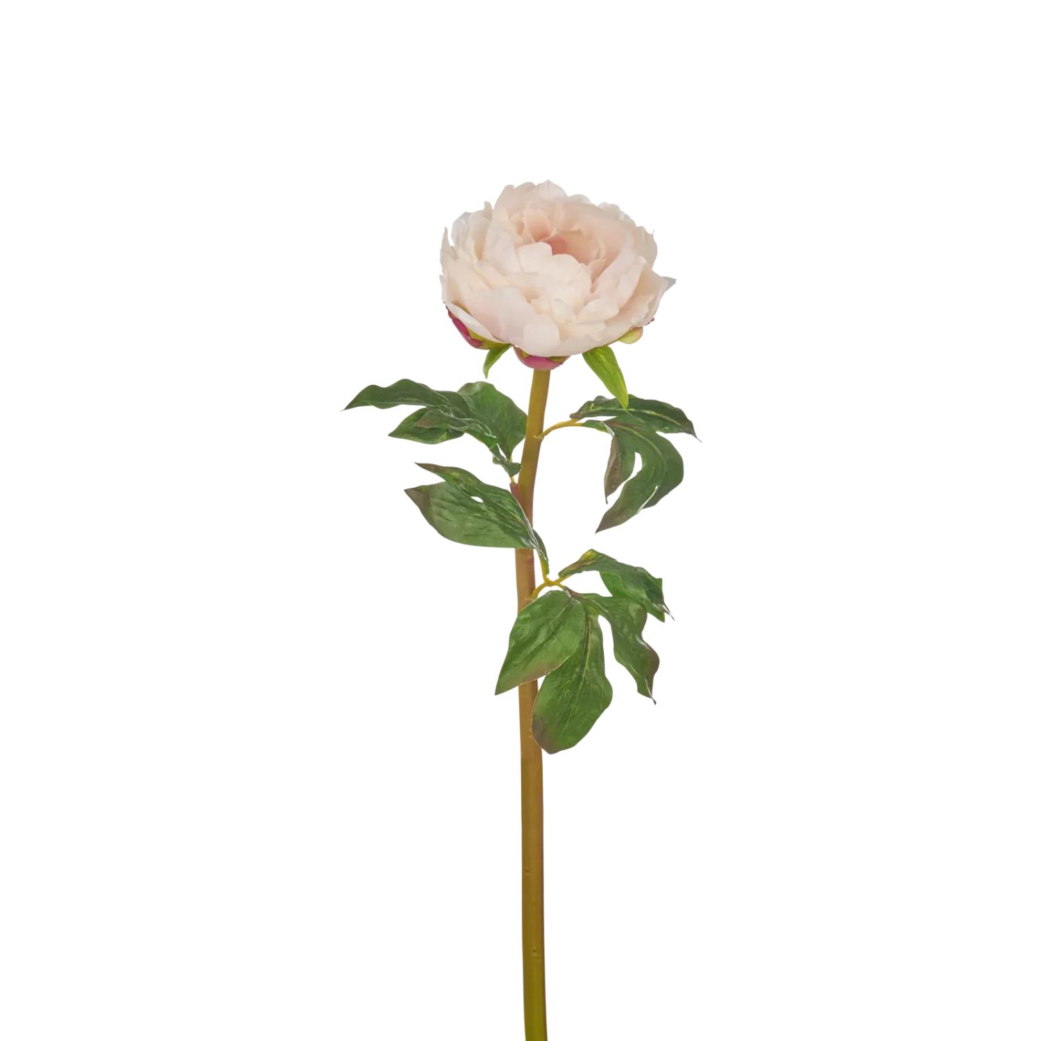Peony Stem, Soft Pink - Image 3