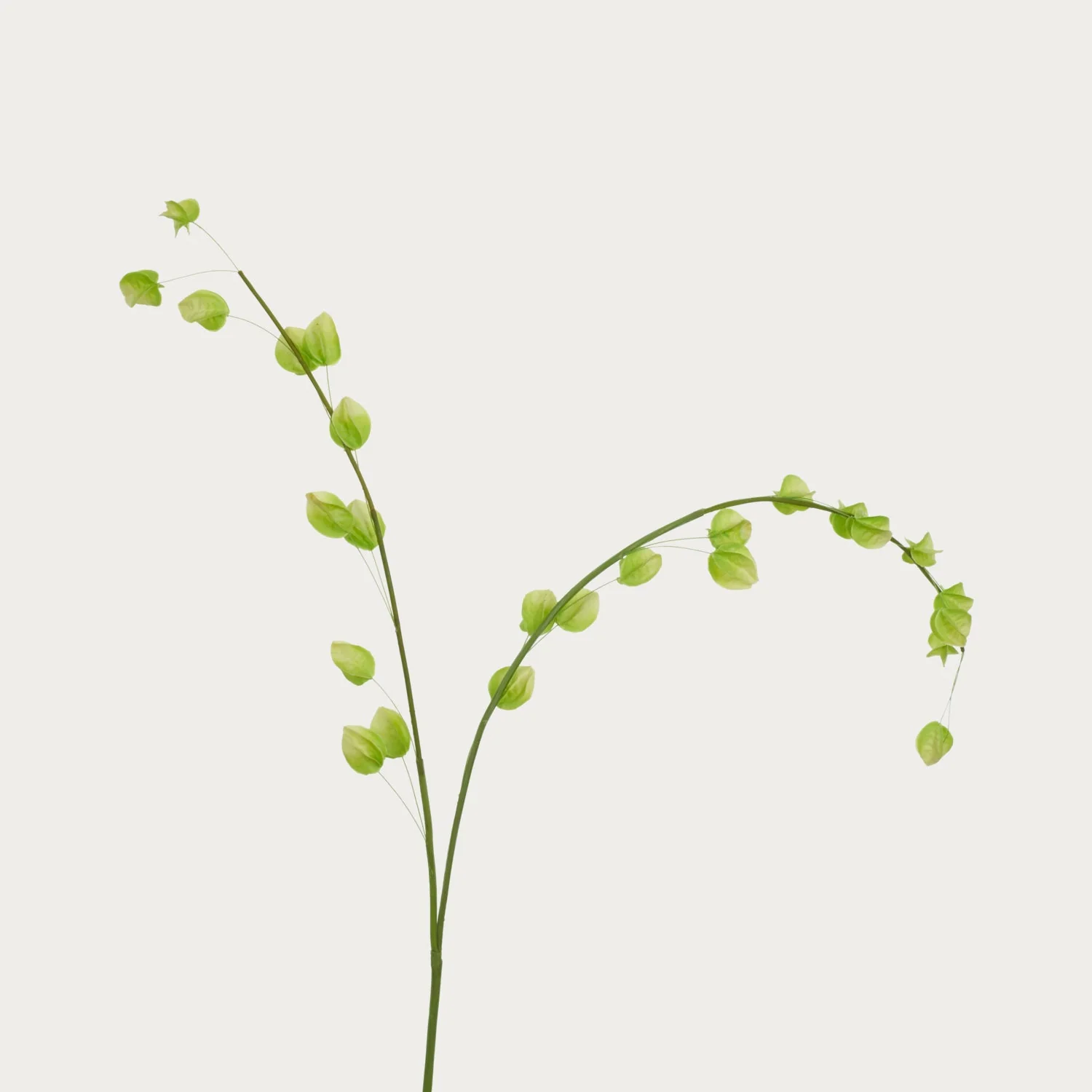 Physalis Spray, Green - Image 3