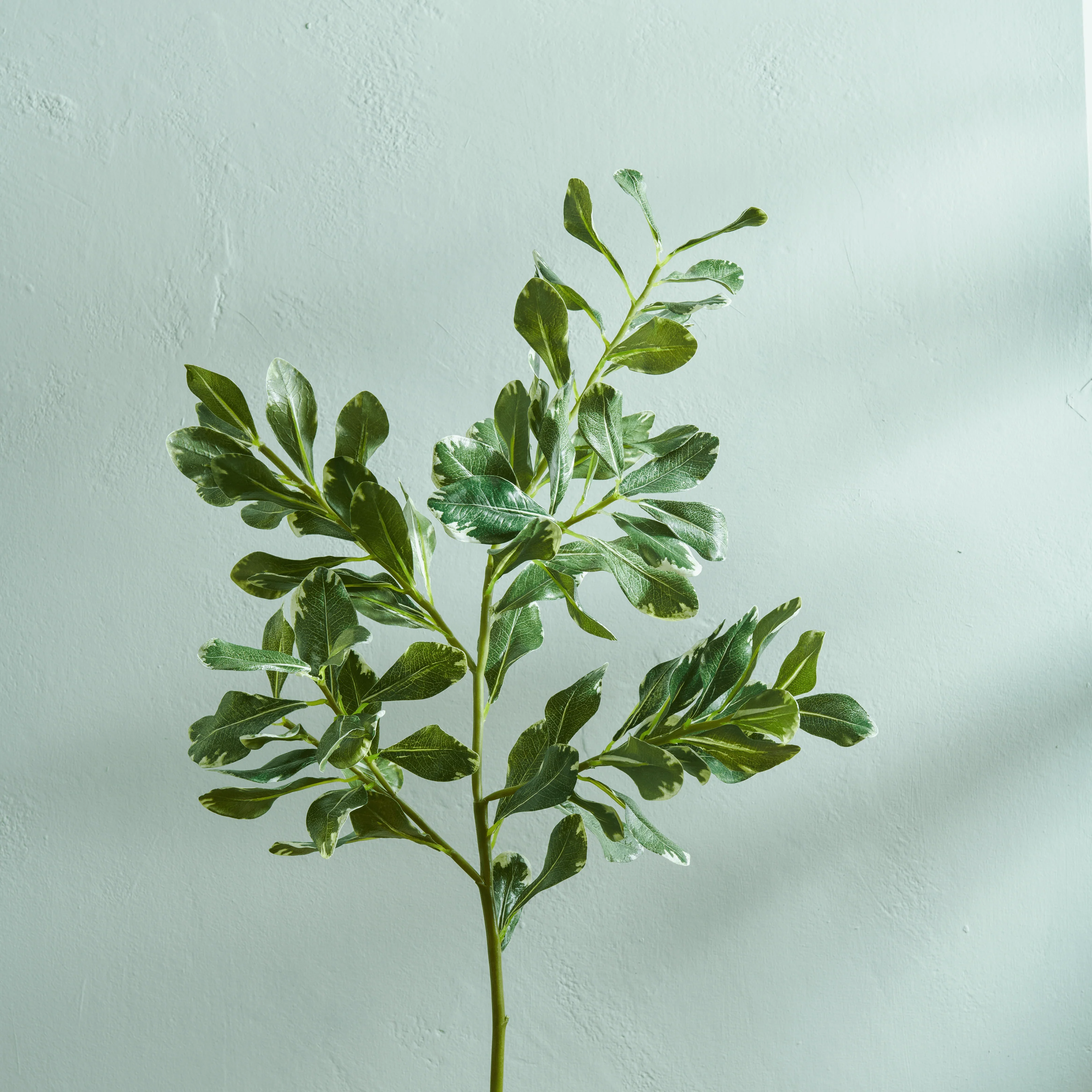Pittosporum Spray - Image 2