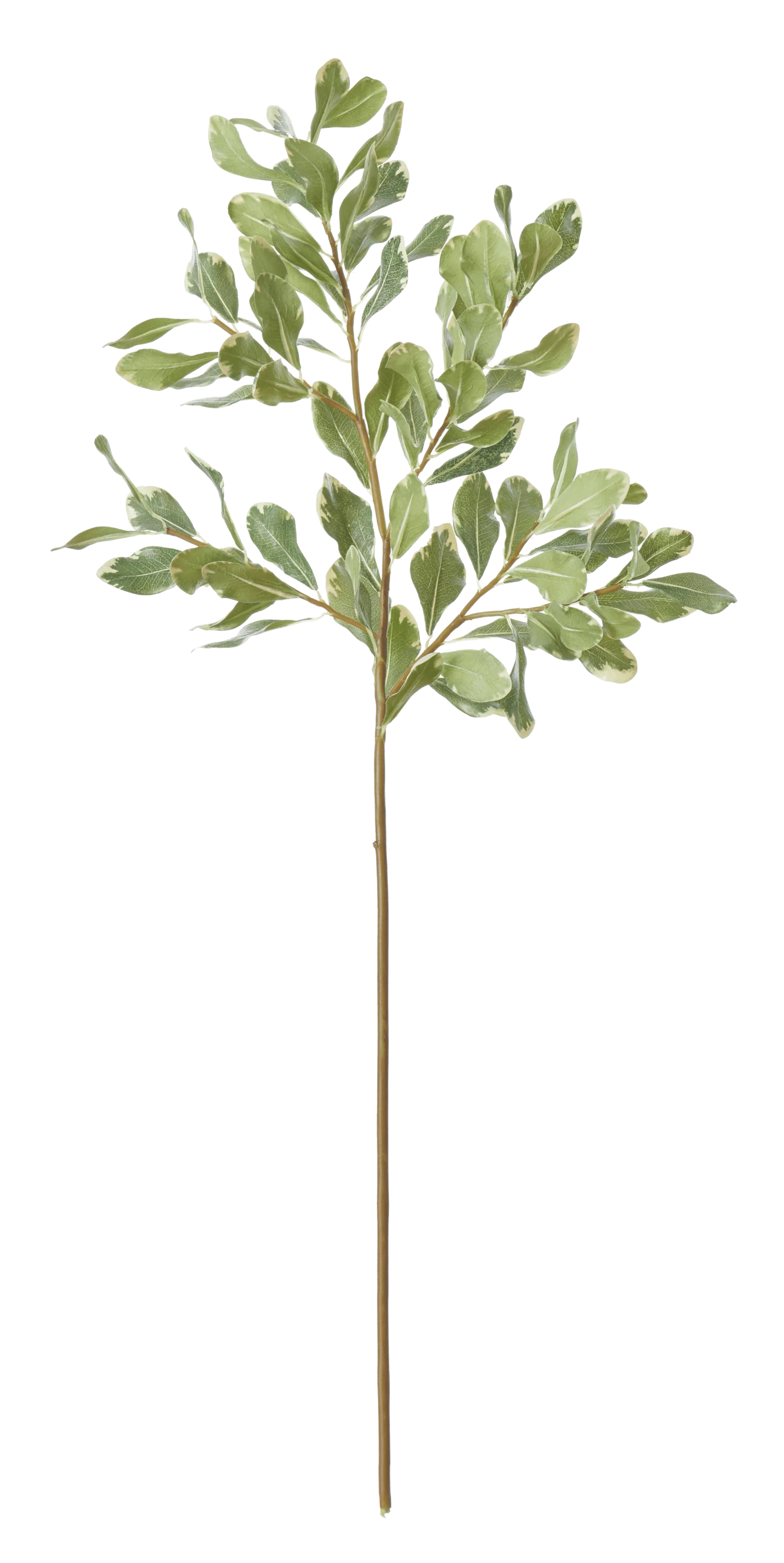 Pittosporum Spray - Image 3