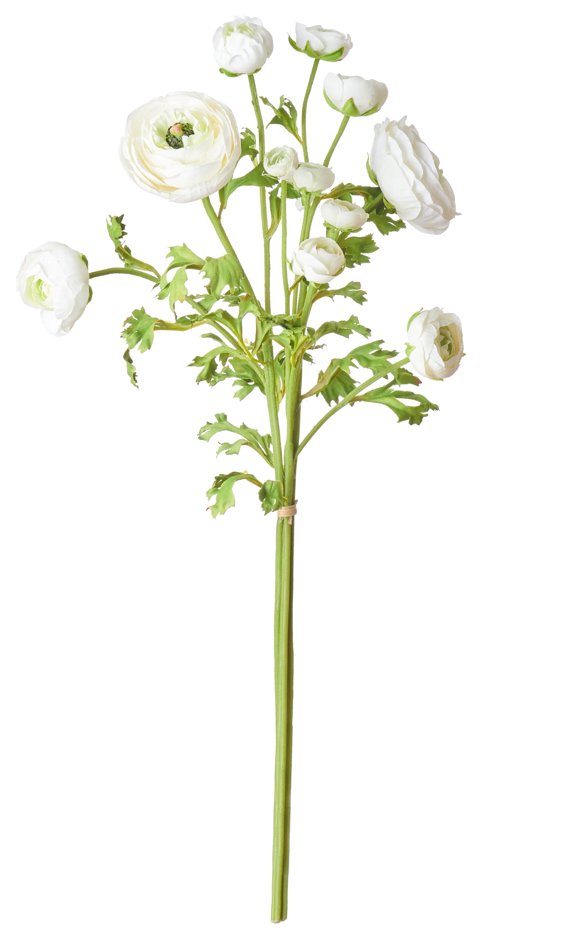 Ranunculus Bundle, White - Image 4