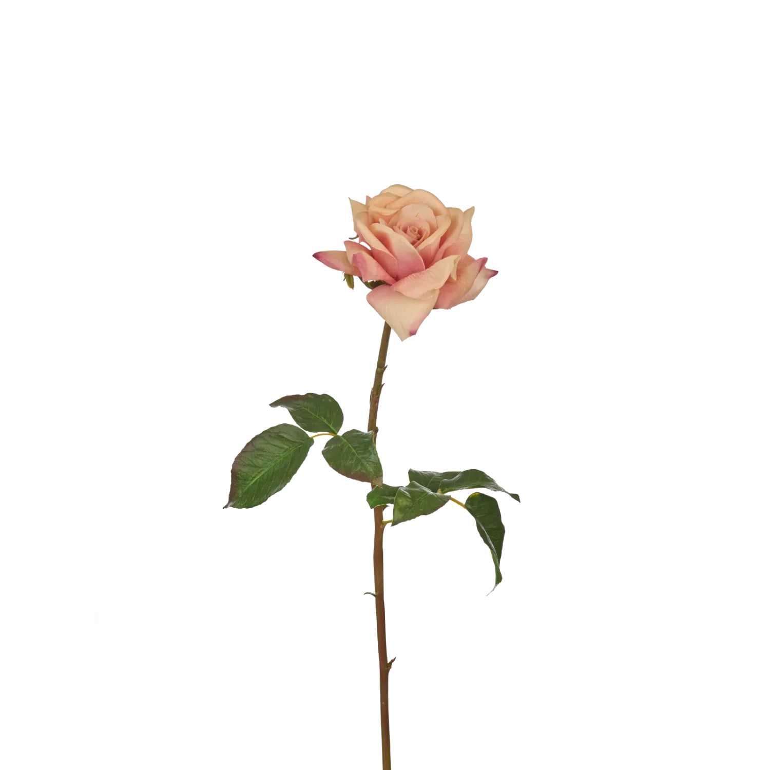 Rose Stem, Peach - Image 3