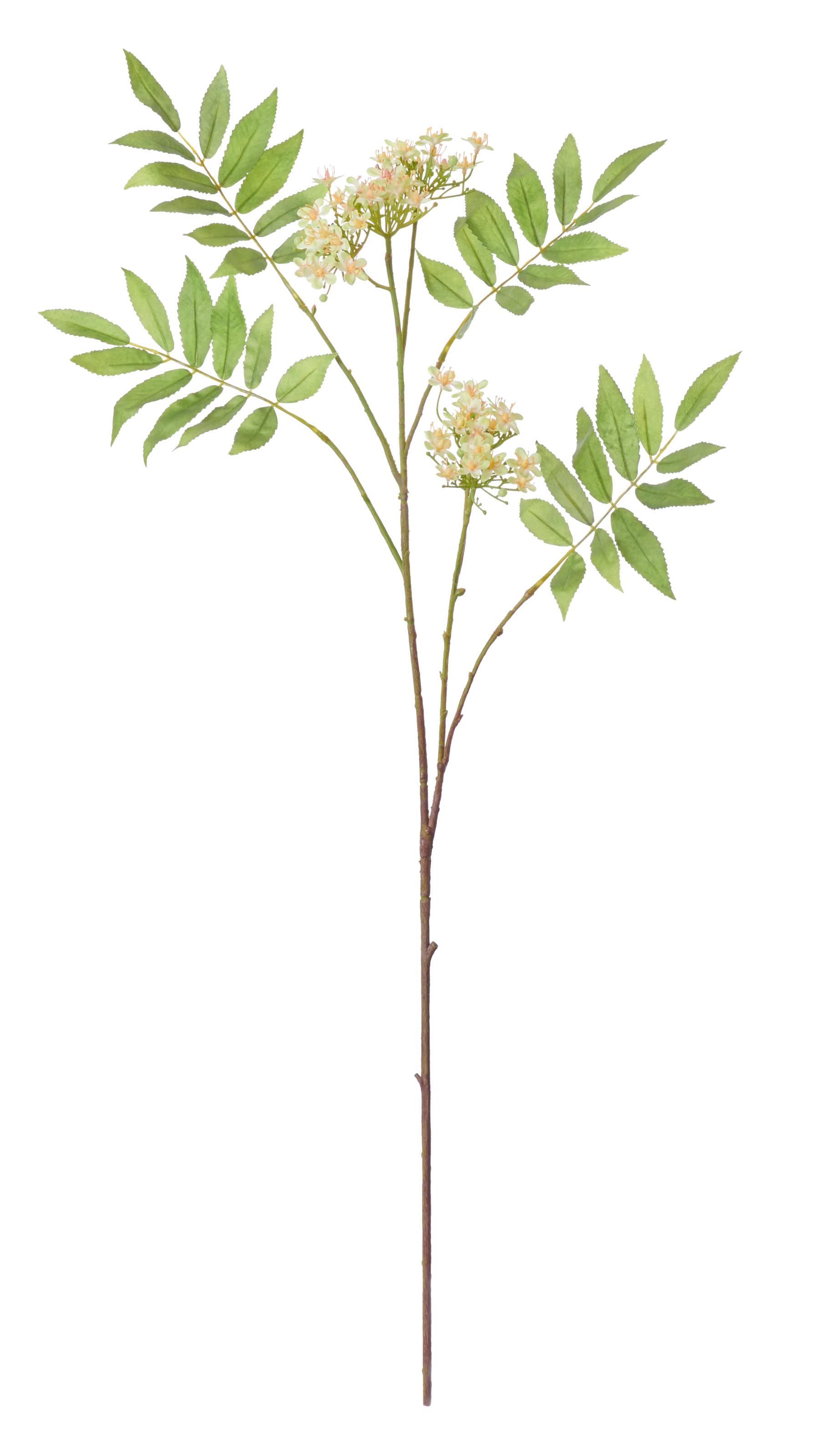Rowan Blossom Stem, White - Image 3