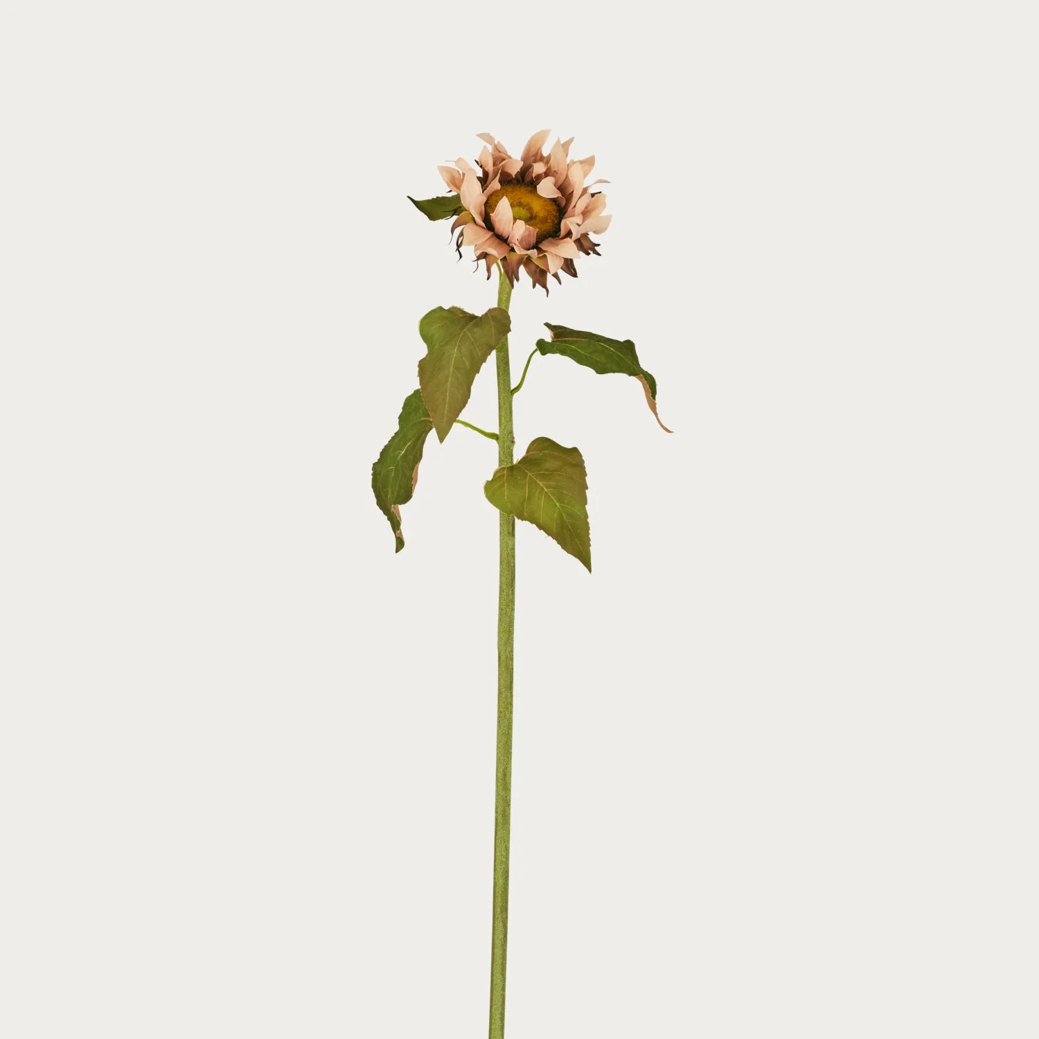 Sunflower Stem, Light Brown - Image 4