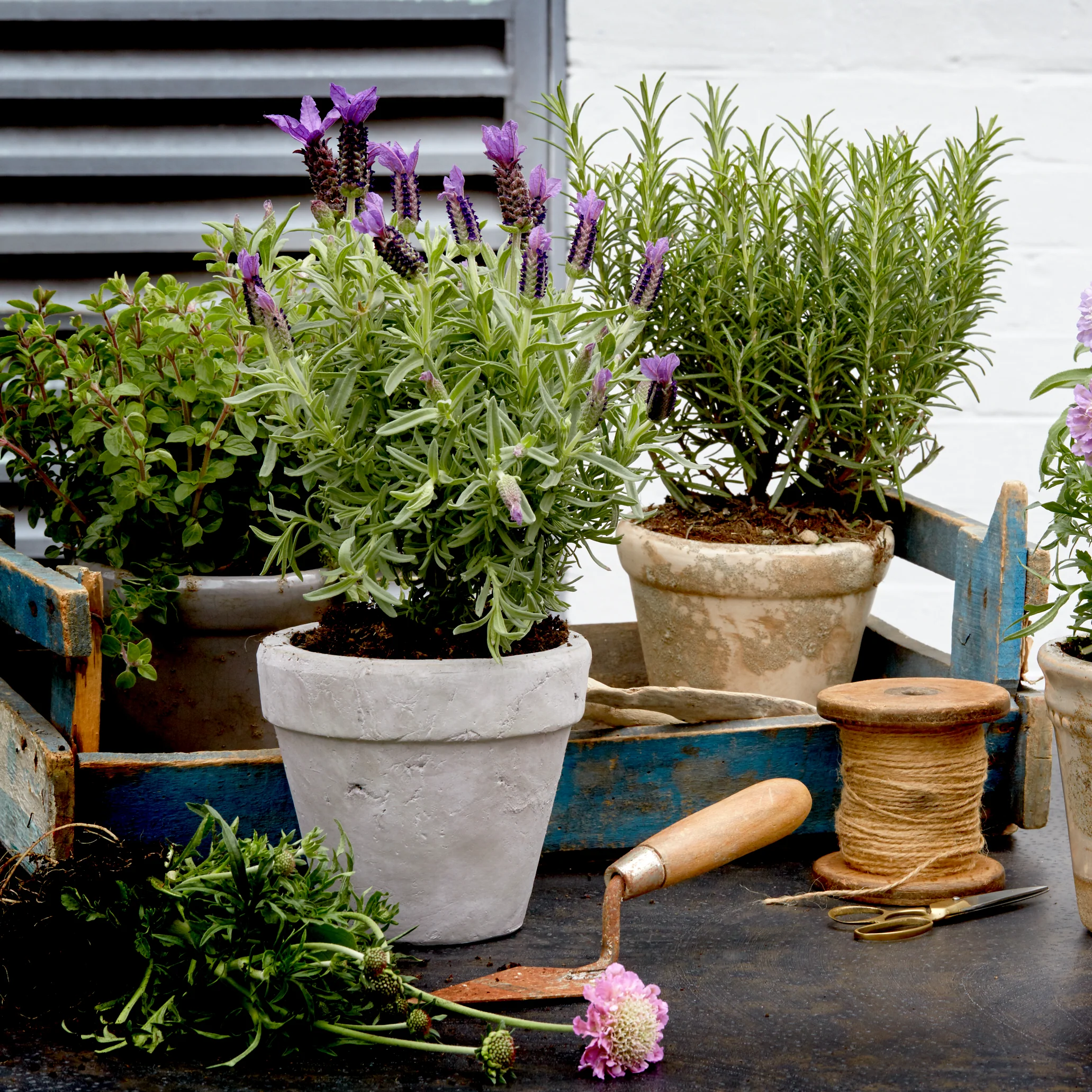Tarragon Terracotta Pot - Small - Image 3