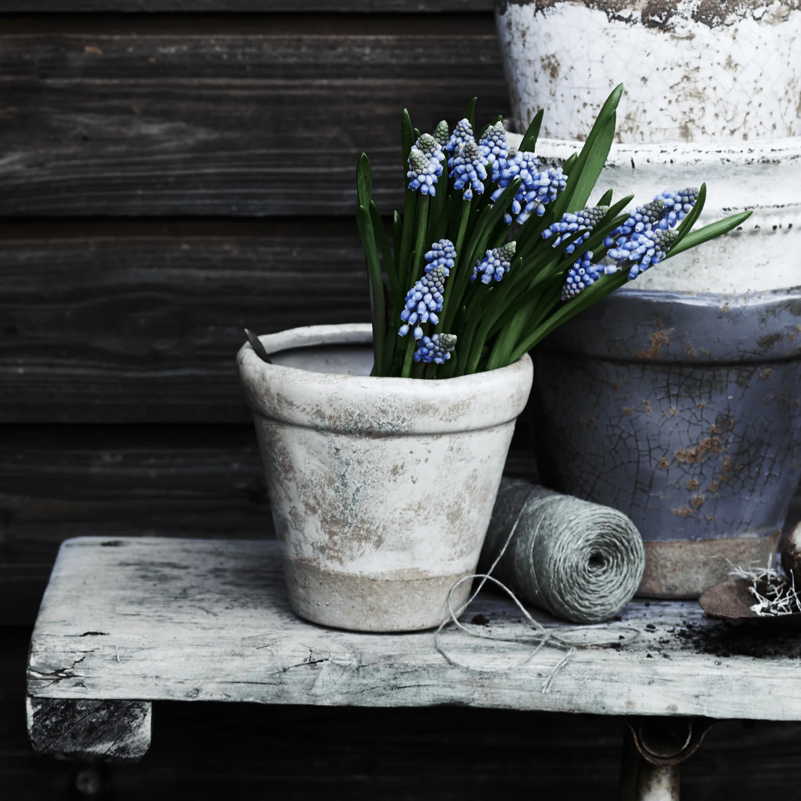 Thyme Terracotta Pot - Small - Image 5